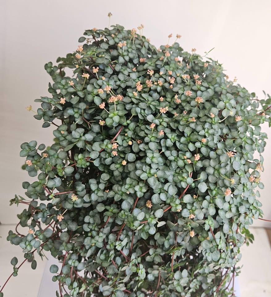 Pilea Glauca "Aquamarine" Plant