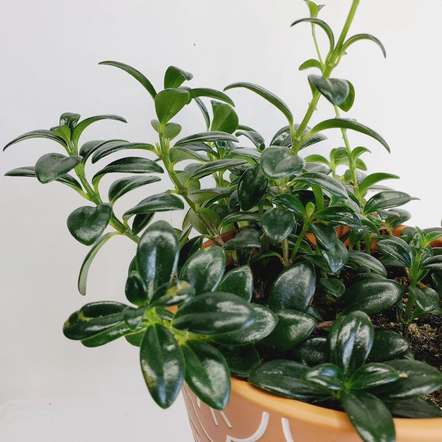 Nematanthus gregarious / Goldfish plant cuttings (2 cuttings 3+ nodes)