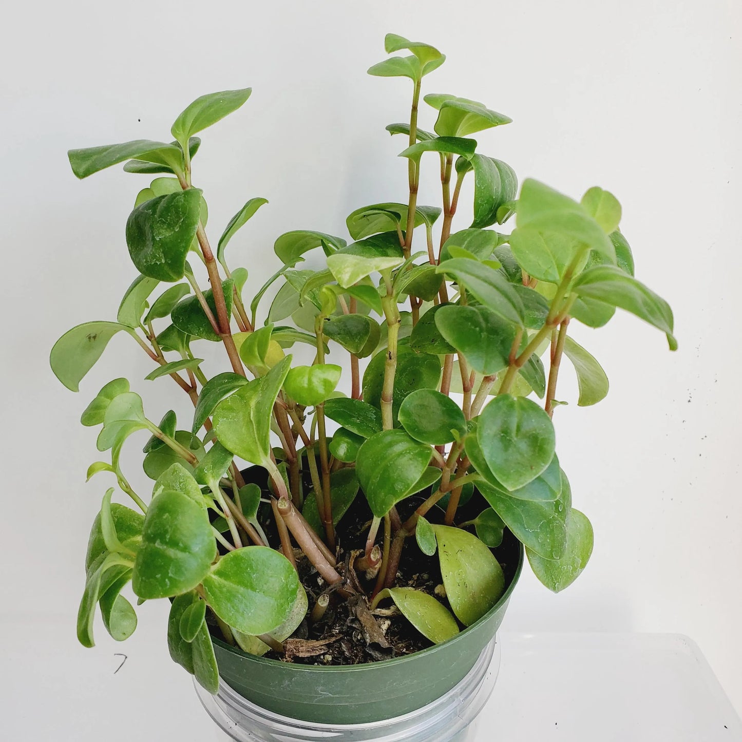 Peperomia cubensis cuttings (2 cuttings of 2+ nodes)