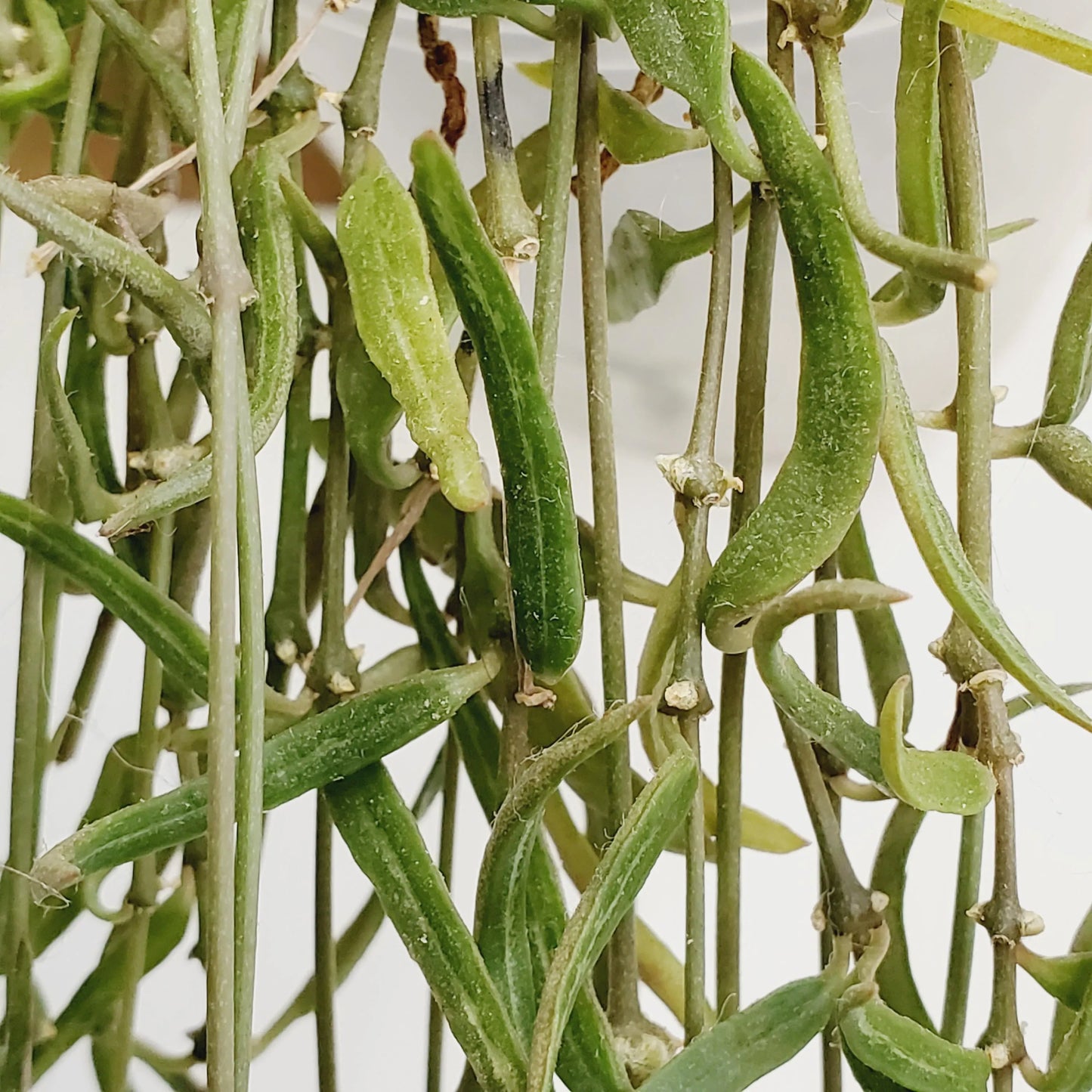 String of Needles / Céropegia Linearis cuttings (6 cuttings 4+ nodes each)