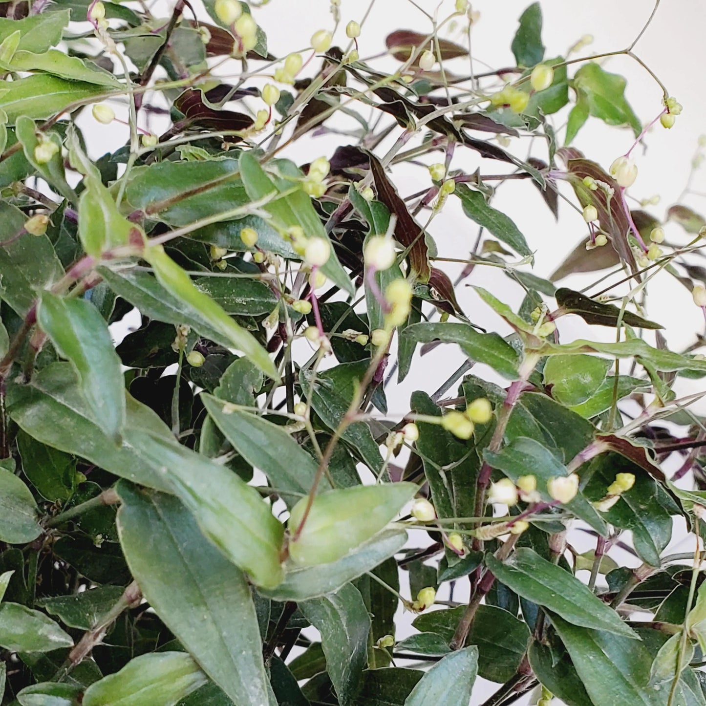 Gibasis pellucida / Bridal Veil plant cuttings. (10 cuttings 4+ inch)