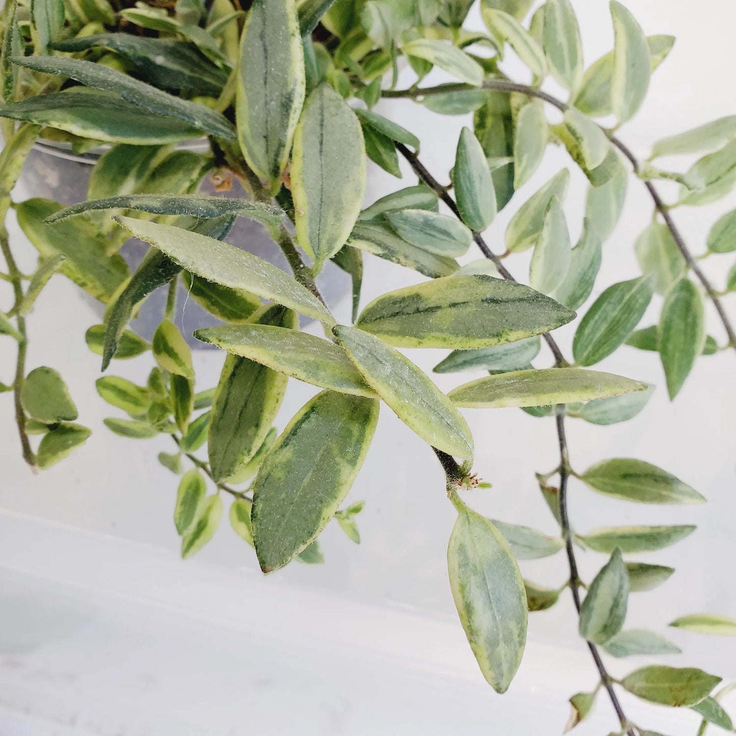 Aeschynanthus 'Bolero Bicolor' Lipstick plant (2 cuttings 5+ nodes each)