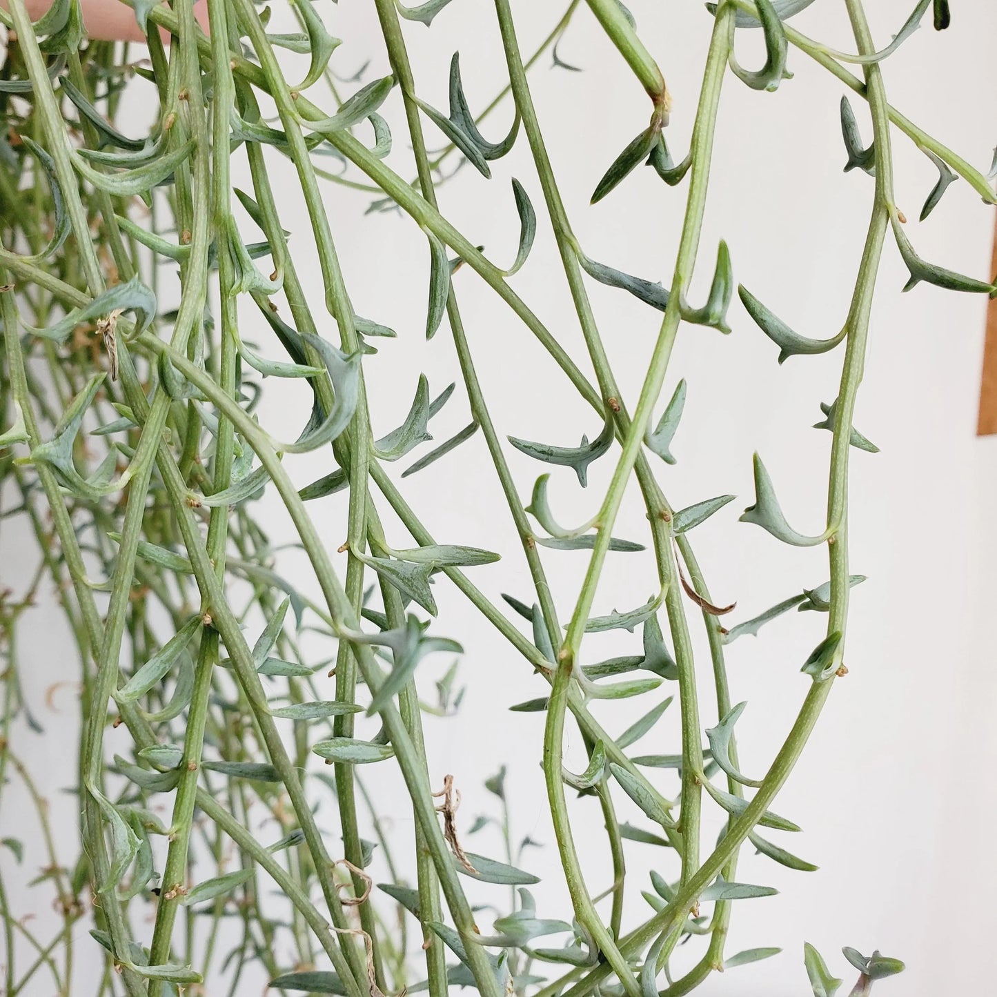 String of Dolphins (3 cuttings with 4+nodes)