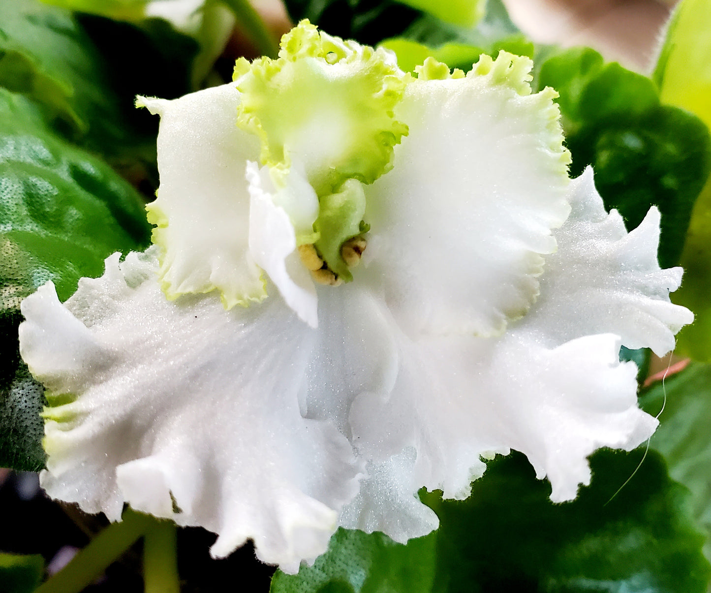 Cajun's Queen's Lace
