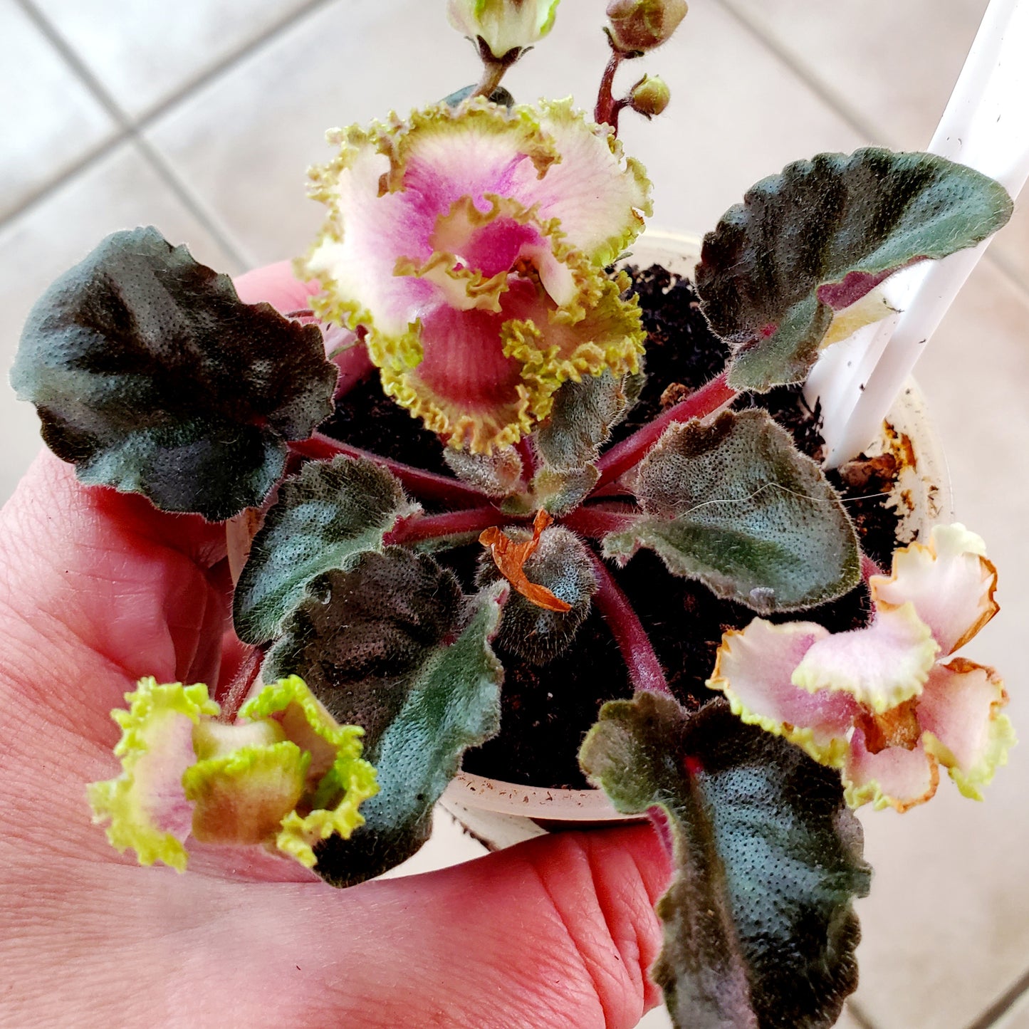 Allegro Watermelon Ruffle