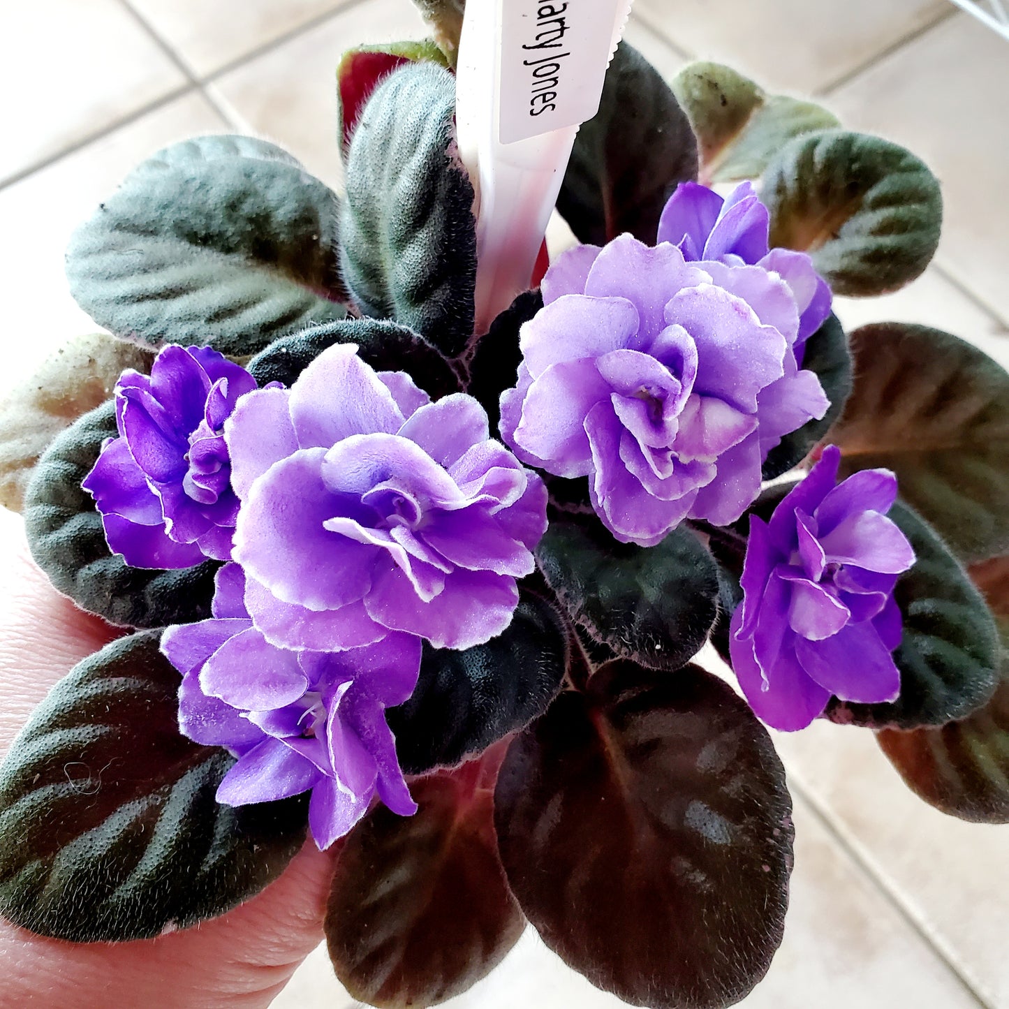 Buckeye Smarty Jones