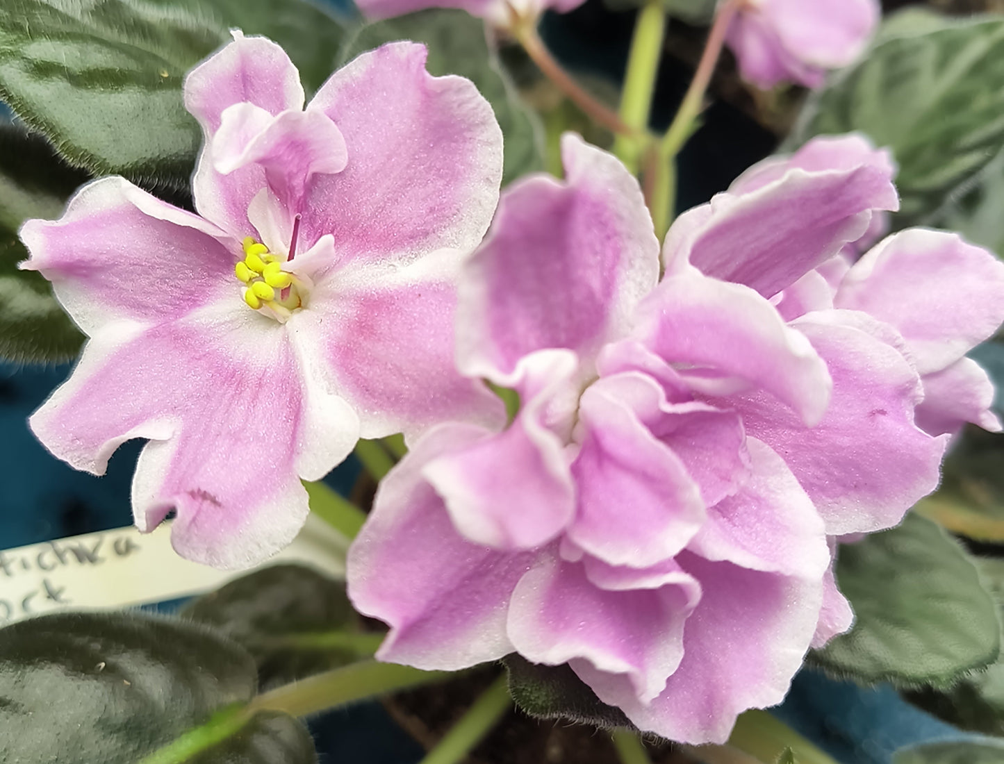 RS Raznoperistay Ptichka (pink sport)