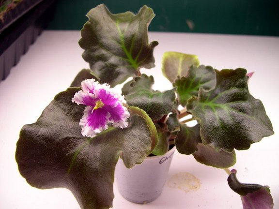 Firebird (2nd Strain)