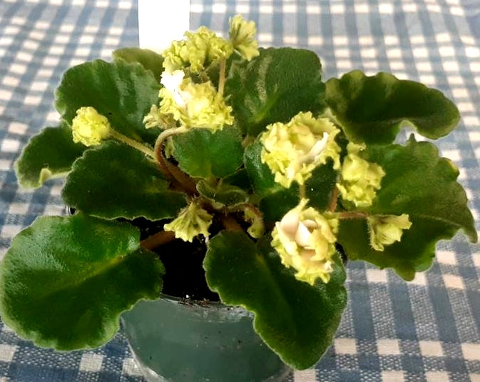 Lil Glimpse O' Spring