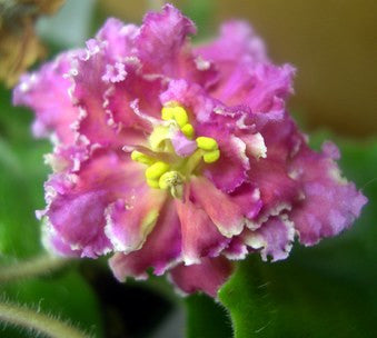 Ajohn's Yellow Submarine