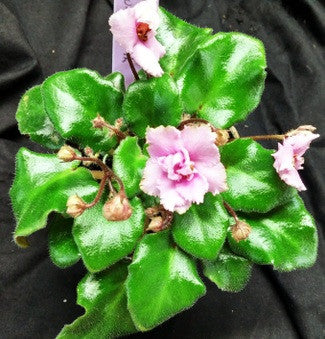 Allegro Winsome Pink