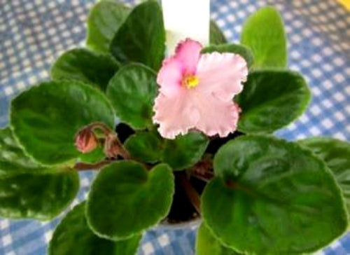 Allegro Apple Blossom