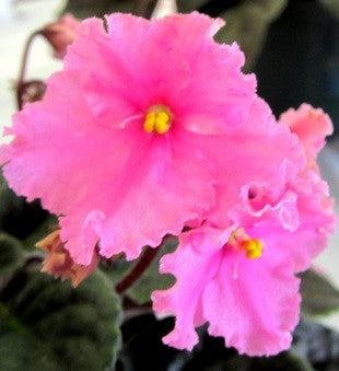 B-Man's Caltanisetta