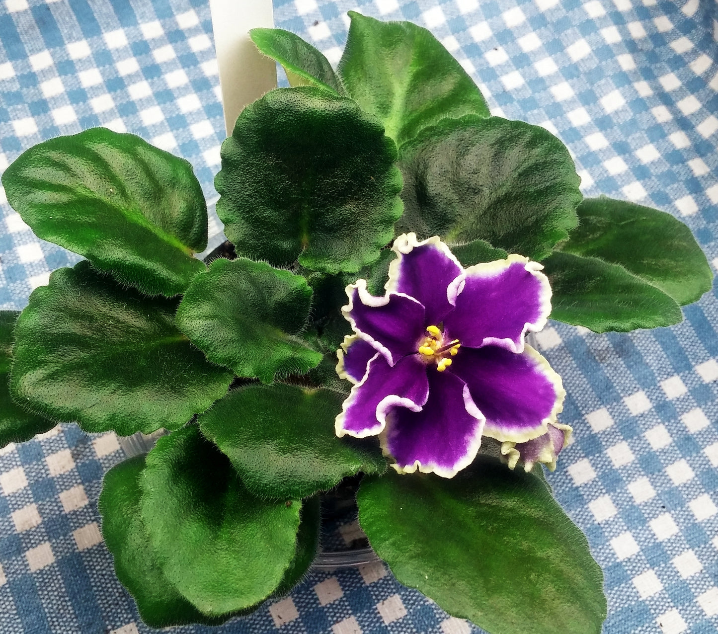 Blizzard's Frosted Grapes