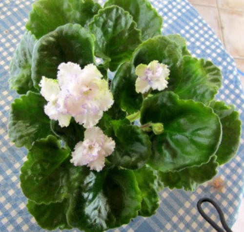 Bloomlover's Sugar Puff