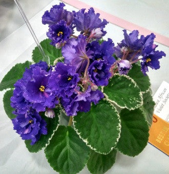 Buckeye Narcissistic