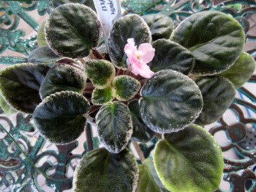 Cajun's Flamboyant Mistress