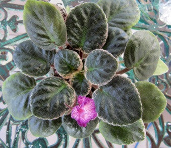 Cajun's Freckleface Kid