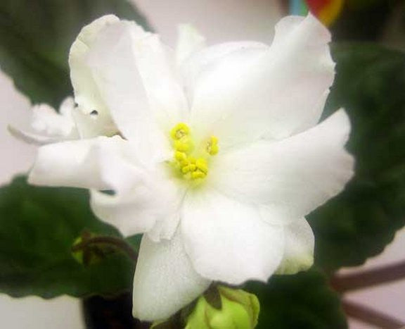 Granger's Cameo Queen