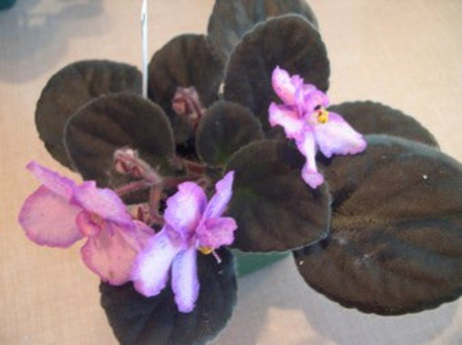 Dazzling Fantasyland