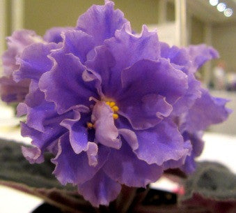 EK Morskoy Volk (EK-Sea Wolf)