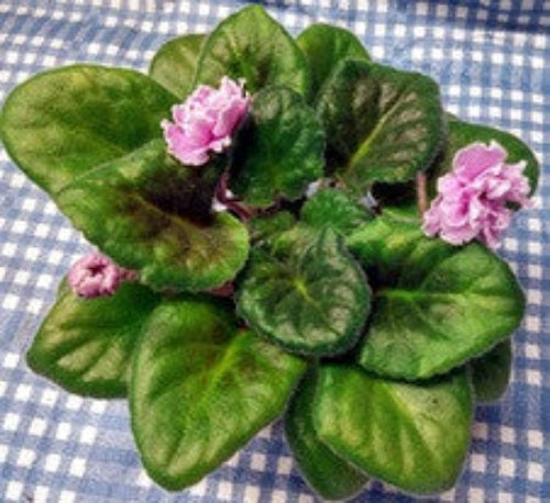 EK Portret Nieznakomki