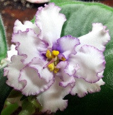 EK Snieznyj Bars Sport