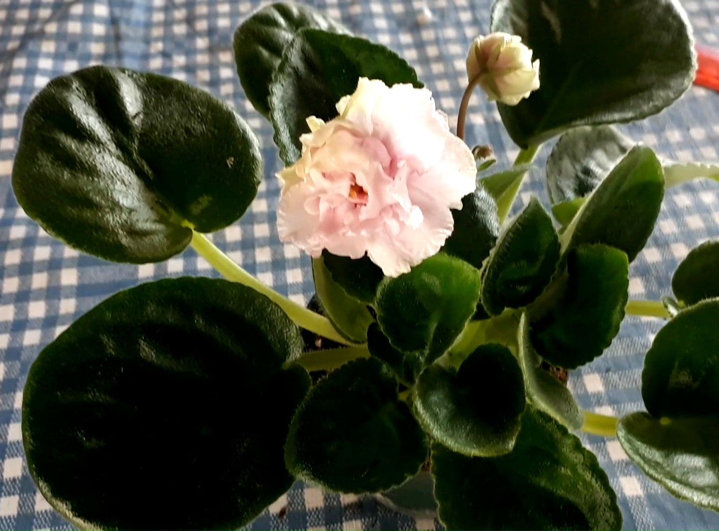 EK Bukiet Cesarzowej