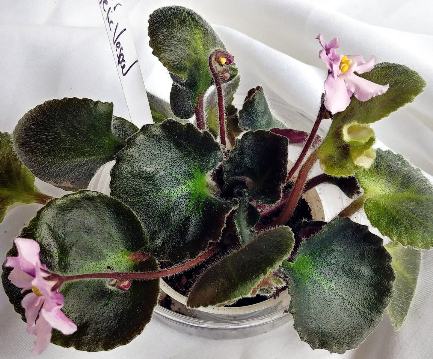 Gecko's Angelic Vespa