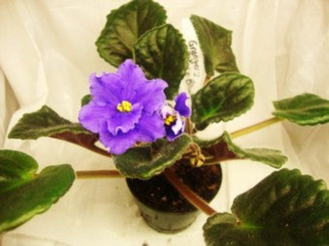 Granger's Sylvan Blue