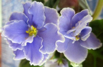 Heavenly Blue