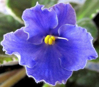 Heinz s Hidden Agenda