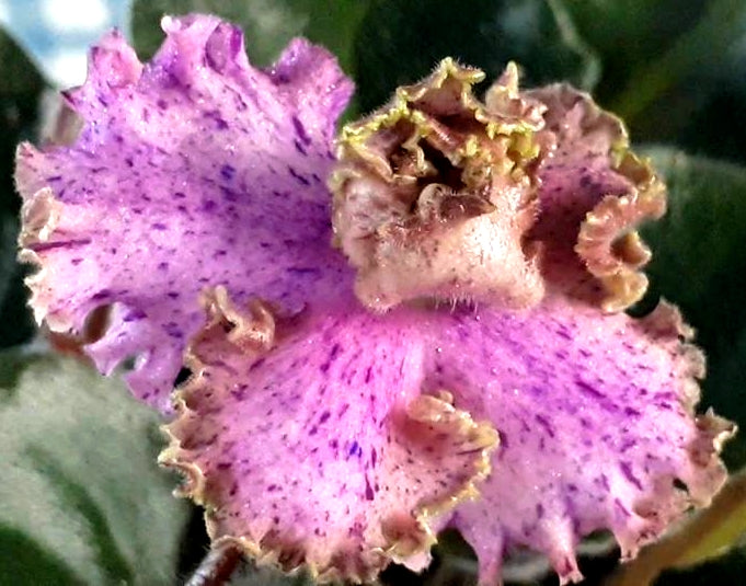 Imp's Kyanite Sparkle