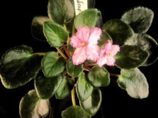 Imp's Christmas Wrap