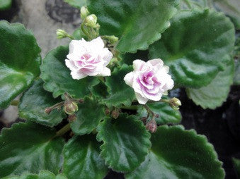 Kentucky Gooseberries