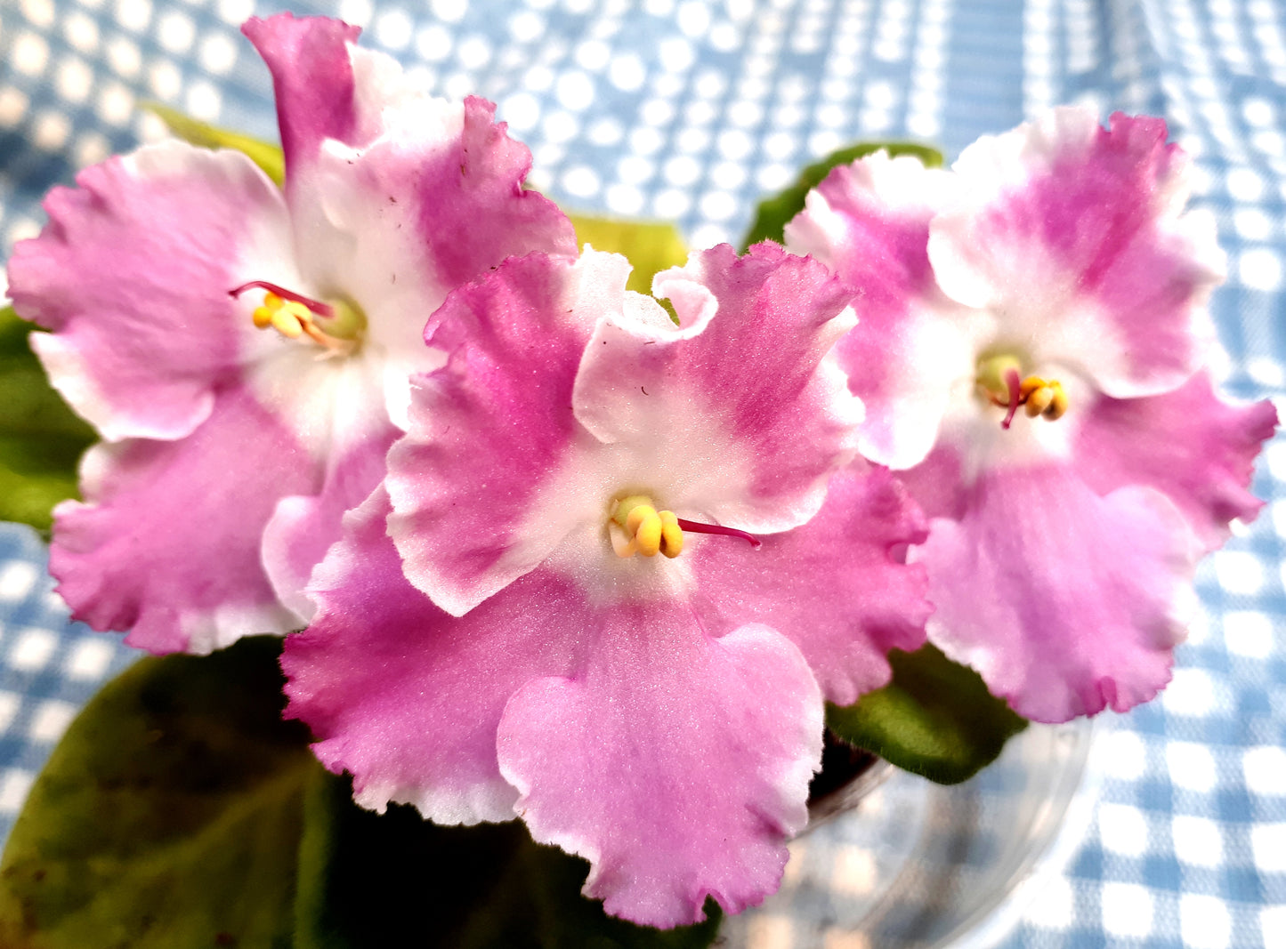 LE Gwiazda Gwiazda Moulin Rouge