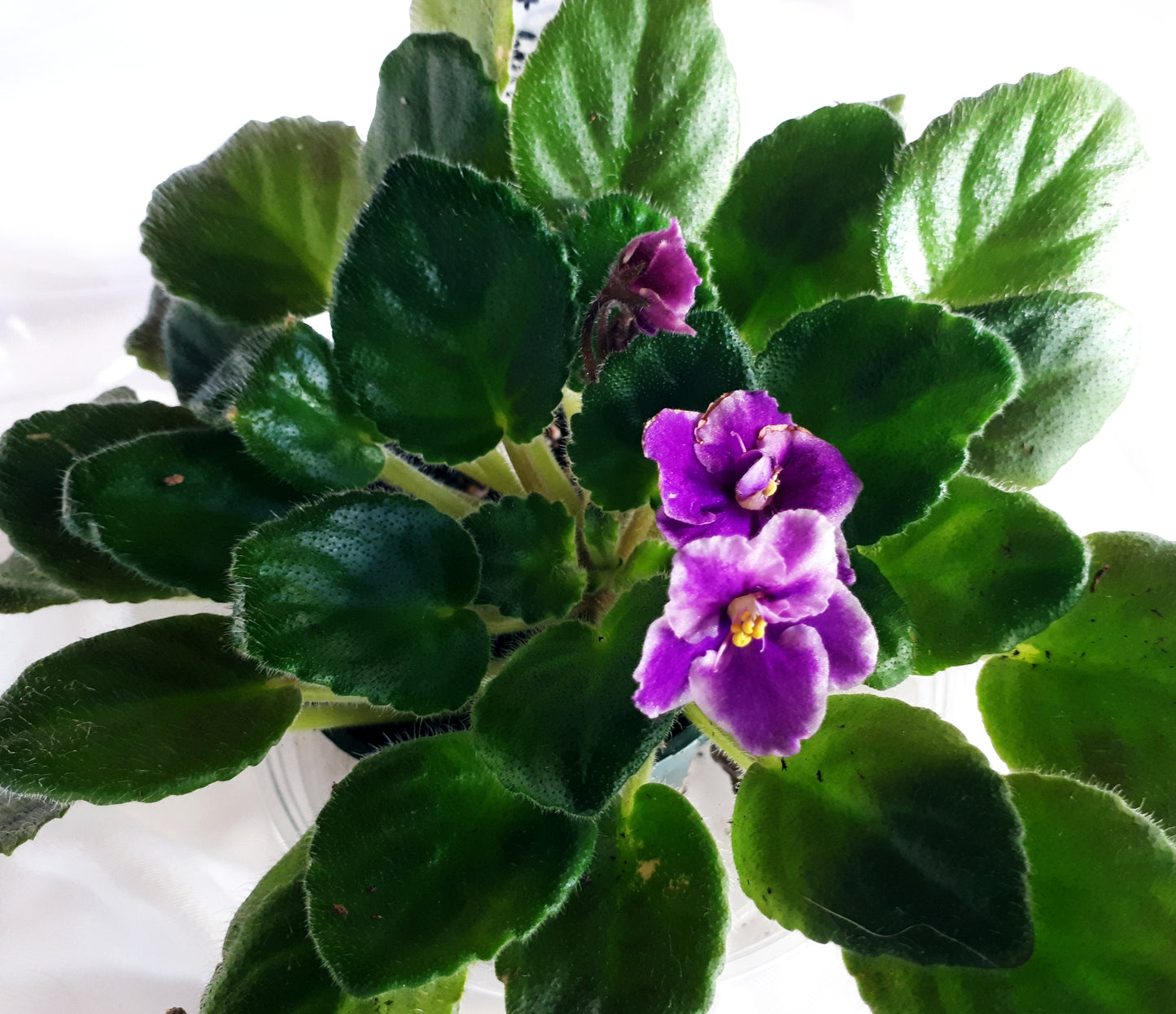 Little Peppermint Girl