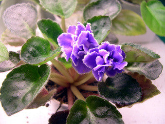 Lyon's Little Sweetheart