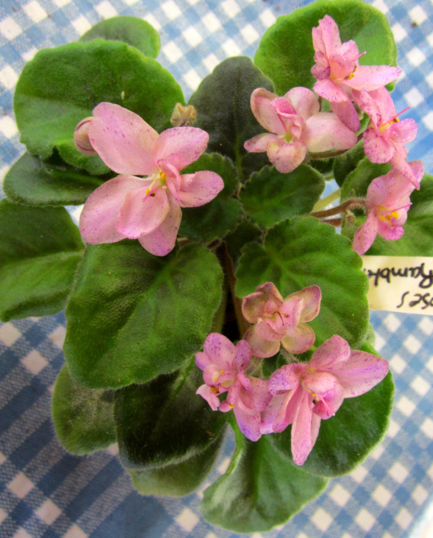 Morgan's Roses de Rambler