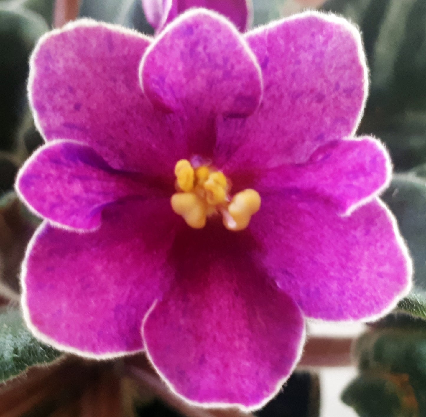 Mac's Blue Blooded Baroness