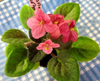 Mac's Freckle Face Redhead