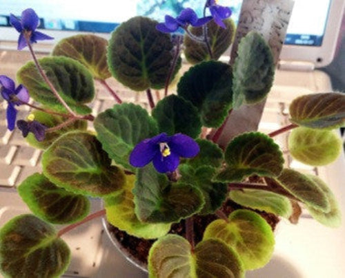 Mac's Genuine Grannie's