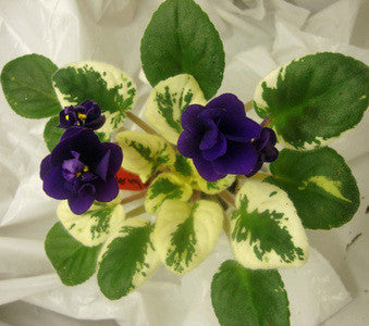 Mac's Smoldering Sapphire