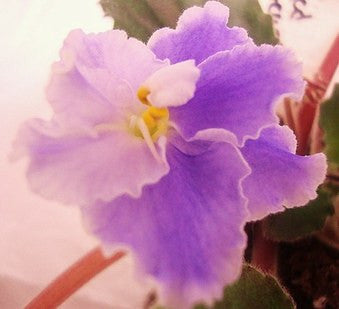 Maverick's Faded Jeans