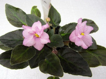 Morgan's Frill Seaker