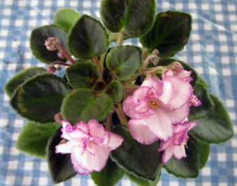 Morgan's Little Linnie