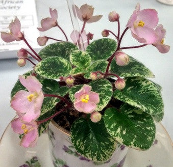 Morgan's Miss Manners