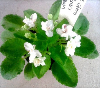 Morgan's Queen Jane's Crown