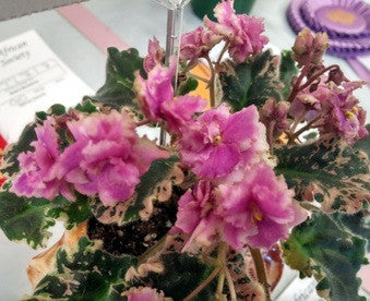 Morgan's Rose Cottage