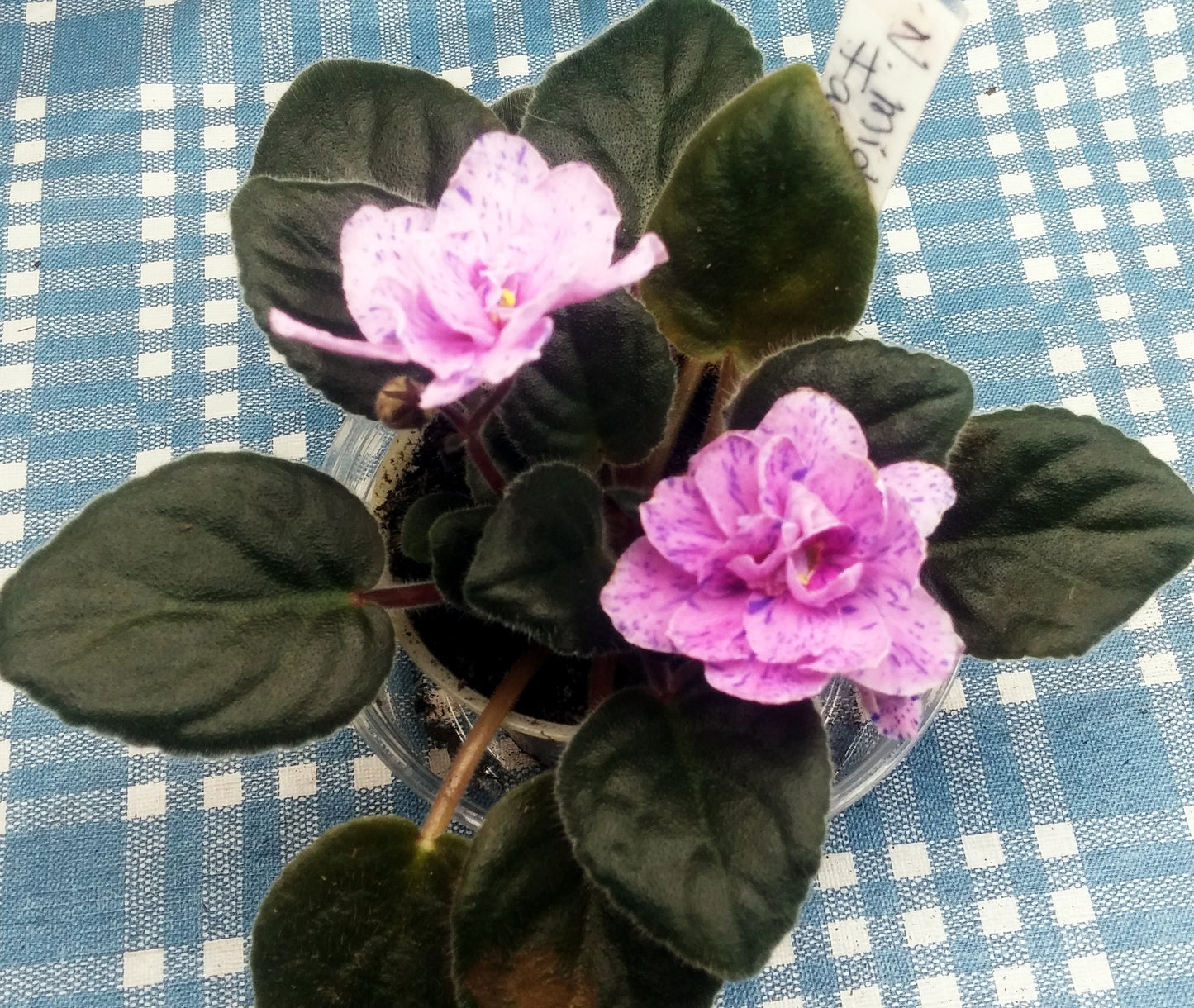 Ness' Midnight Fantasy